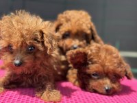 Petmode köpek çiftliğinden tea cup kore poodle