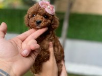 SAFKAN ORJİNAL KORE POODLE KURABİYE YAVRULARI