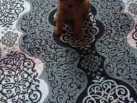 Poodle dişi ve erkek