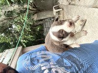 Şeker Köpekler Bunlar