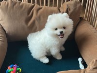 Pomeranian spitz yavrular ırk garantili