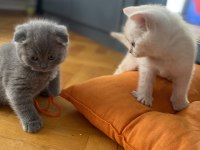 1,5 aylık erkek scottish fold ve straight