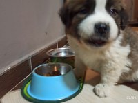 Saint Bernard, Çiftlik yada petshop değiliz