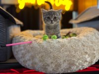 Orj Babyface British Shorthair Whi̇skas Bebeklerimiz