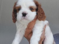 5 erkek ve 1 dişi cavalier king charles yavrular