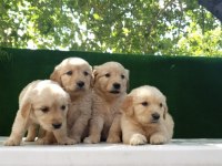 Yavru golden retriever bebek yeni ailesini arıyor