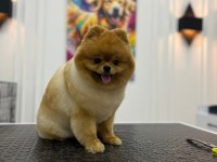 SHOW KALİTE DİŞİ POMERANİAN BOO