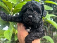 3 aylık zaman ayıramadığımızdan dolayı poodle