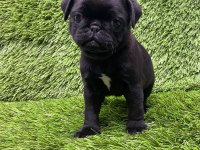 PUG MOPS MUHTEŞEM PUG GÜZELLER