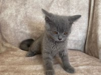 Kür rengi asil bebek british shorthair