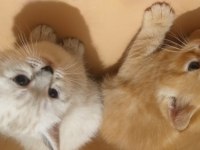 Güzel british longhair yavrular yeni sahiplerini arıyor