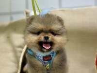 Mini teacup erkek pomeranian boo
