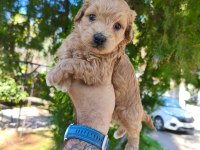 Maltipoo köpeği