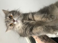 british longhair 7 aylık dişi