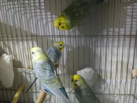 Rainbow muhabbet kuşları