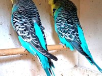 Show jumbo muhabbet kuşlar
