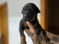 Farklı olmak isteyene doğru adres blue doberman yavrular