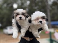 Shih tzu yavrular