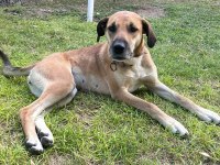 KÖPEĞE ACİL YUVA ARIYORUZ BARINAĞA GİTMESİN