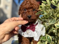 SEVİMLİ POODLE YAVRULARI