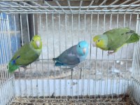 FORPUS YAVRU VE YATİŞKİN PONÇİKLERİMİZ 