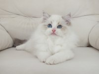 Full şecereli ragdoll yavruları