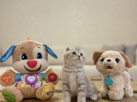 SCOTTISH FOLD DÜNYA TATLISI YAVRULARIM 