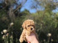 SEVİMLİ MALTIPOO BEBEKLERİ YAVRUMUZ YENİ YUVASINA HAZIR