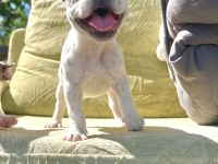 Yeşil gözlü blue pied french bulldog bebeklerim