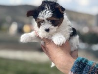 Petmode köpek çiftliğende ziyarete açık morkie