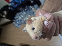 Teddy Bear Ayı Surat Siyah Göz Uysal Suriye Hamster