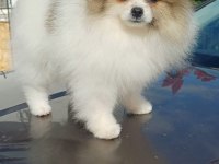 Garantili Pomeranian boo dişi