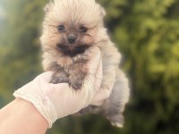 Pomeranian boo yavrularımız