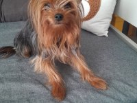 Sevecen ve oyuncu bi dost köpeğimiz