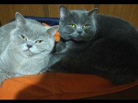 Yetişkin dişi british shorthair