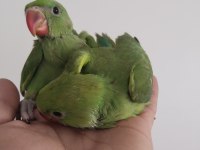 El besleme bebek pakistan papağanlar