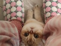 British Shorthair Kızımıza Eş Arıyoruz