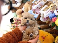 Mutluluk Sembolü Maltipoo Yavrular