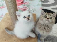 Golden Lilac ve Blue Point Yavru Kediler