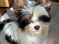 Biewer yorkshire puppy micro