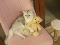 Scottish long hair british shorthair çift sahiplendiriyorum
