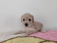 KORE SAF KALİTE SÜT BEBEKLER 14 ŞUBAT BEBEKLERİ KÖPEKLER