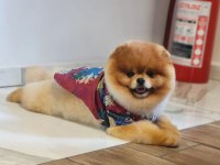 TÜRKİYENİN EN İYİSİ İDDAA EÐİYORUZ POMERANİAN