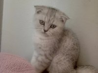 2.5 aylık erkek silver scottish fold
