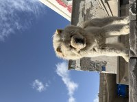 Erkek Çin Aslanı