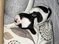 Bulldog cinsi yavrumuza yuva