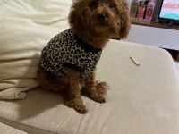 Acil Toy Poodle