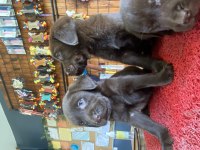Burkemden en güzel dost Labrador retriever