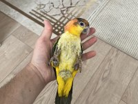 Full Evcil Yavru Caique