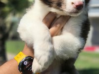 Birinci Sınıf Safkan Border Collie Yavruları 